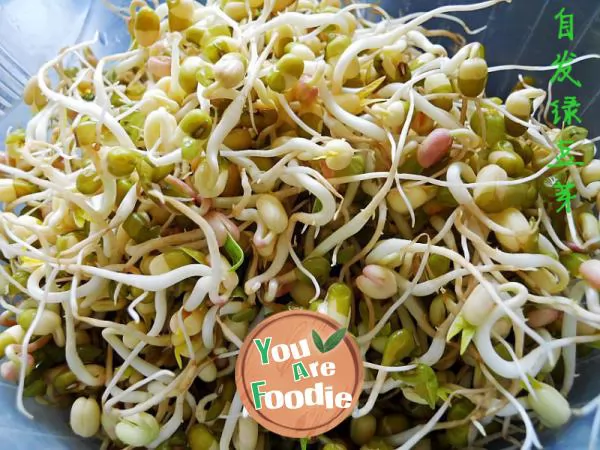 Home-grown-green-bean-sprouts